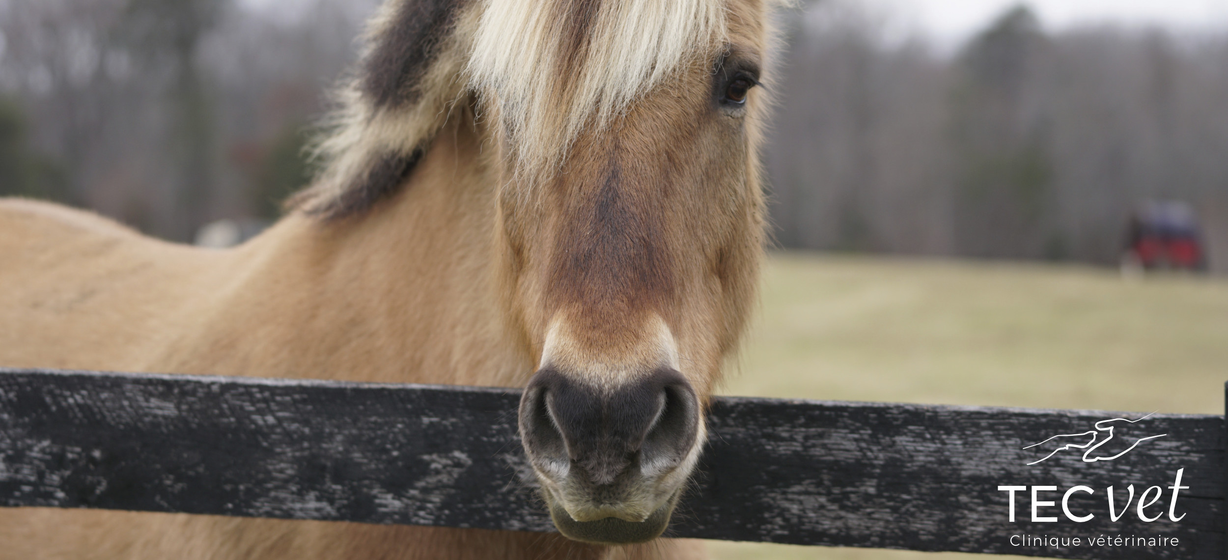cheval